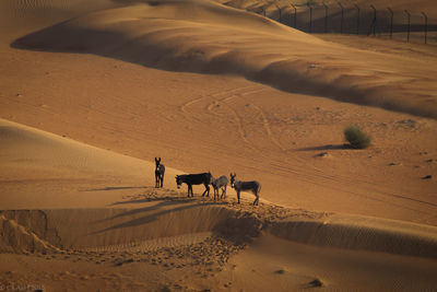 Donkeys over the sand dunes.. 