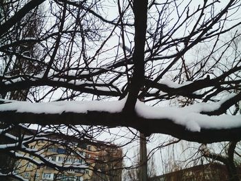 Low angle view of trees against sky