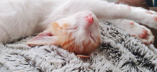 Close-up of a cat resting