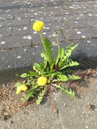 Plants growing outdoors