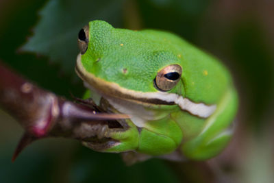 Close-up of frog against blurred background