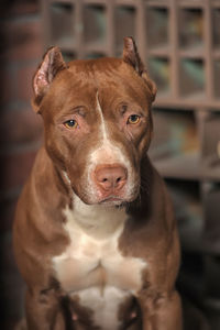 Close-up portrait of dog