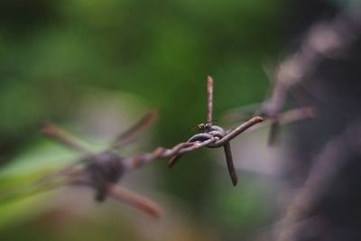 Close-up of lizard on leaf