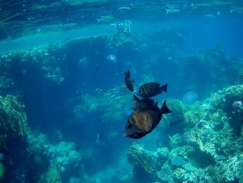 Beautiful tropical fish, marsa alam, egypt