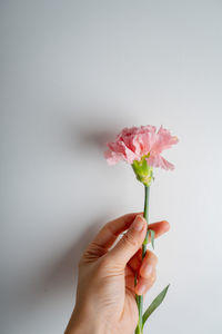 Cropped hand holding flower against white background