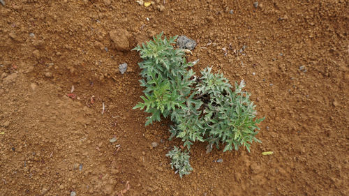 High angle view of plant growing on field