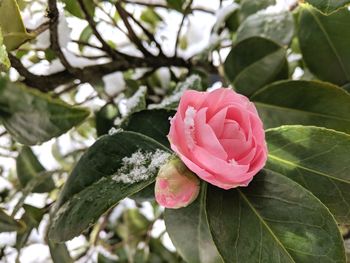 Close-up of pink rose blooming on tree