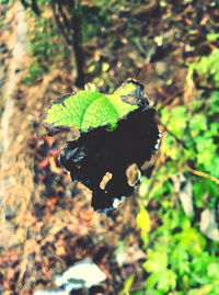 Close-up of butterfly on leaf