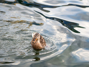 High angle view of duck swimming in lake