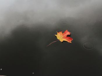 Close-up of maple leaf on water during autumn