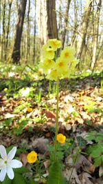 Yellow flowers blooming on field