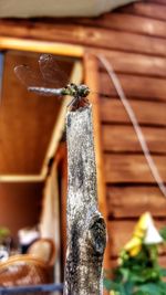 Close-up of lizard on wood