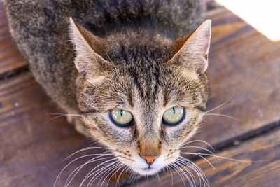 Close-up portrait of tabby cat