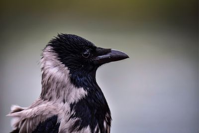 Close-up of bird against sky