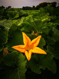 Close-up of orange leaves on plant