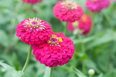 Close-up of pink flowering plant in park