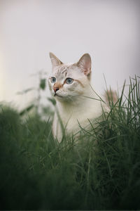 Portrait of cat on grassy field