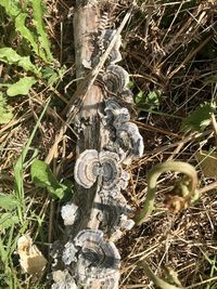 Close-up of mushroom growing on tree trunk