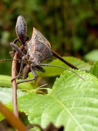 invertebrate