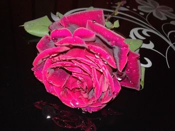 Close-up of wet pink rose