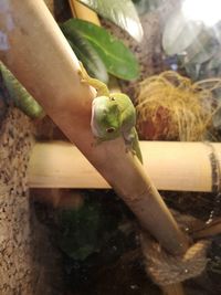 Close-up of a hand holding lizard