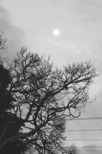 Low angle view of silhouette bare tree against sky