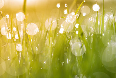 Close-up of wet white flowering plants