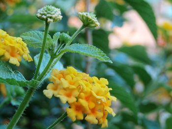 Close-up of yellow flowering plant