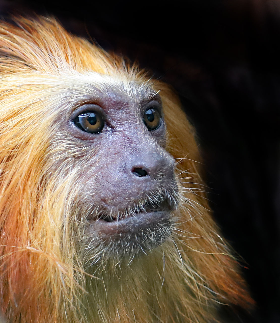 PORTRAIT OF A MONKEY