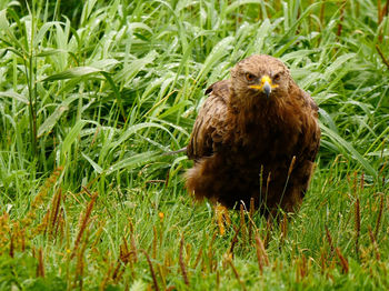 Close-up of eagle on field