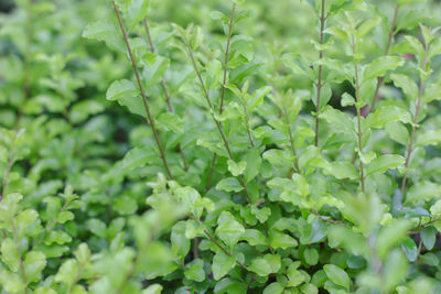 Close-up of fresh green plants