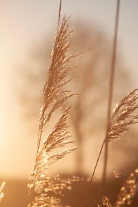 Close-up of stalks against blurred background