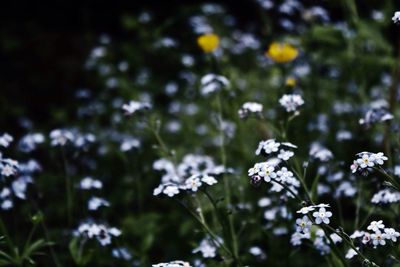 Close-up of white flowers