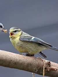 Close-up of bird perching on a branch