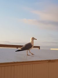 Seagull perching on built structure against sky