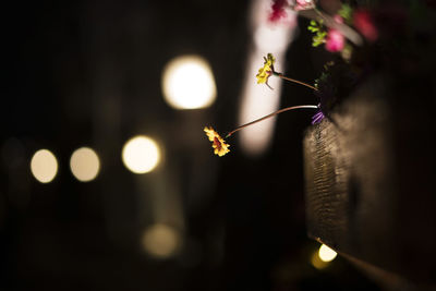 Close-up of insect flying