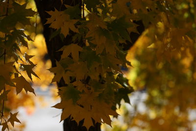 Close-up of autumnal leaves