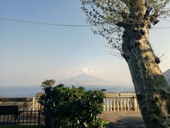 Trees by sea against sky