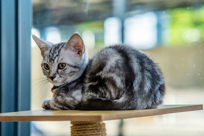 Close-up of a cat looking through window