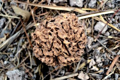Close-up of mushroom on field
