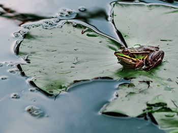 Close-up of frog floating on lake