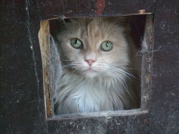 Close-up portrait of cat by window