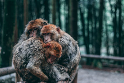 Monkeys embracing in forest