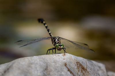 Close-up of dragonfly on rock