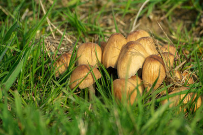 Close-up of mushrooms growing on field