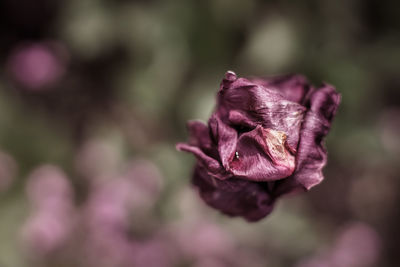 Close-up of pink flower