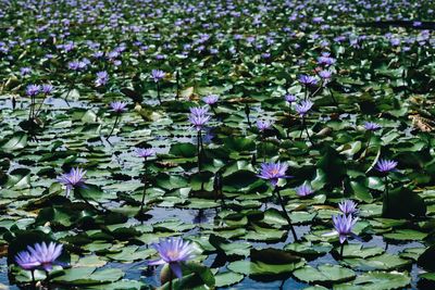 Close-up of purple flowering plants