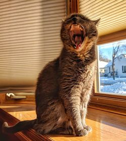 Cat sitting on table