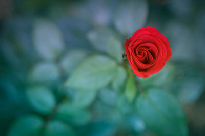 Directly above shot of red rose