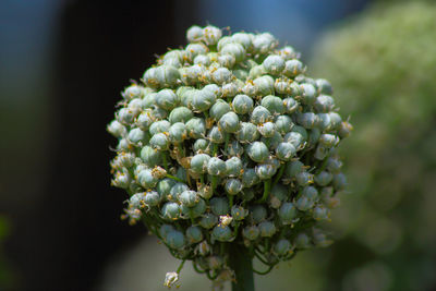 Close-up of flowering plant